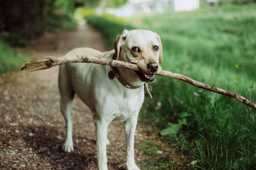 dog holding a large stick