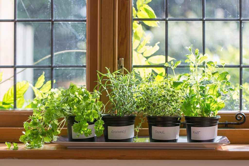 potted herbs in windowsill