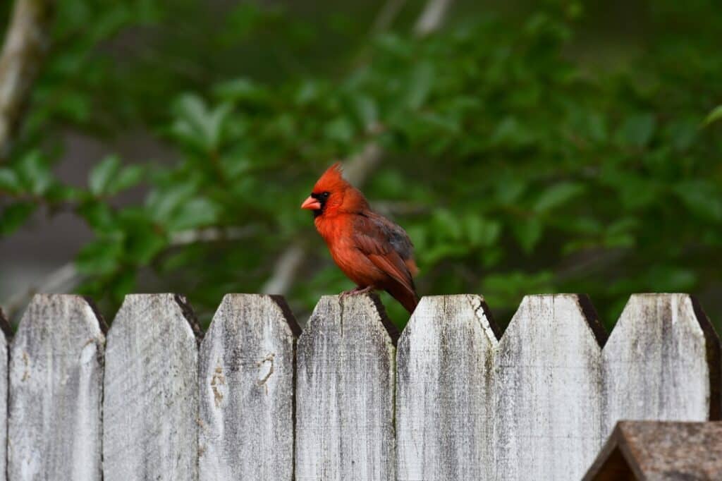 cardinal on a fencepost